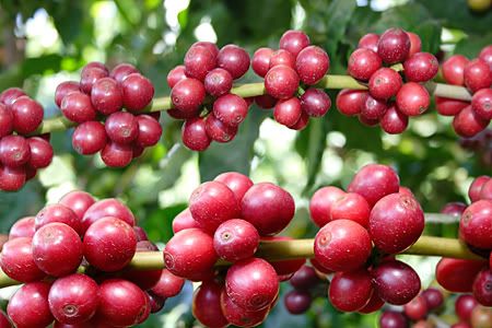 Pé de Café Pé de Café