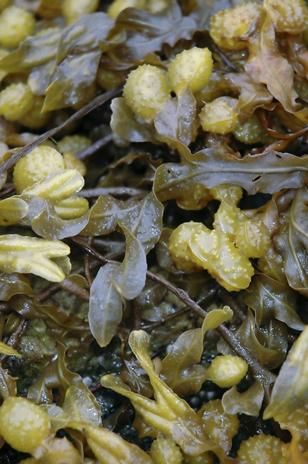 Alga Alga