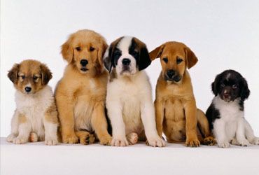 Cachorros doceis Cachorros doceis