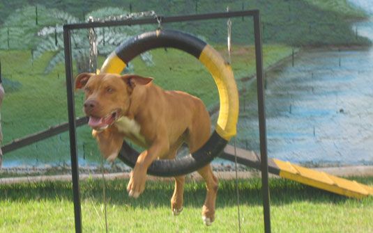 Adestramento de cães Adestramento de cães