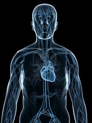 Sistema cardiovascular Sistema cardiovascular