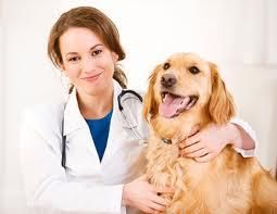 Curso de Urgência Veterinária Curso de Urgência Veterinária