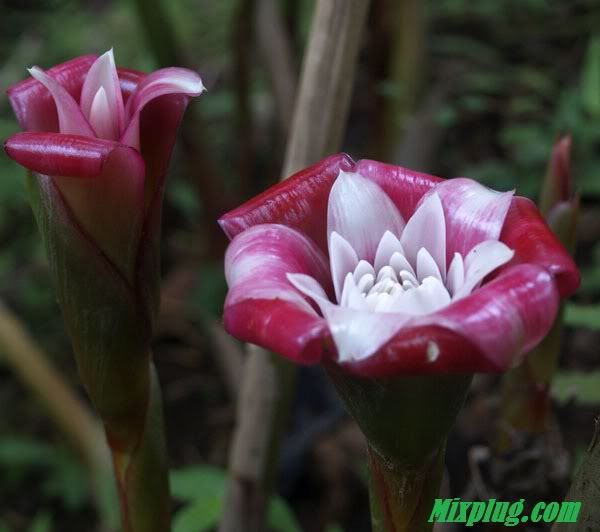 Rosa de porcelana Rosa de porcelana