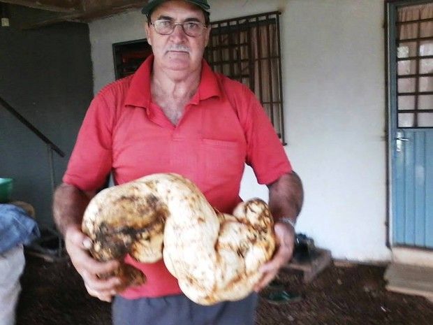 Batata gigante
