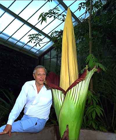 Amorphophallus Amorphophallus
