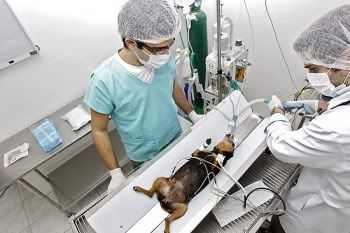 Tratamentos em animais Tratamentos em animais