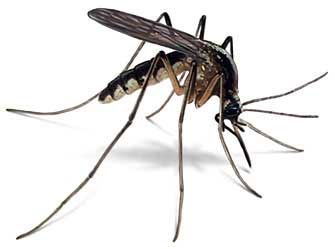 Mosquito Doenças causadas por mosquito