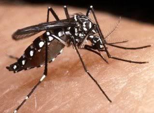 Mosquito da dengue