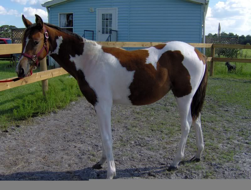 Buster - Florida Cracker horse