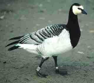 Barnacle_Goose.jpg