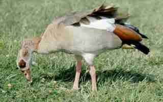 Egyptian_Goose.jpg