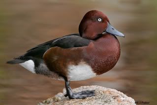 FerruginousDuck.jpg