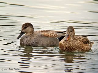 Gadwall.jpg