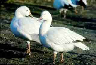 Greater_Snow_Goose.jpg