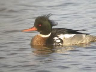 Red-breasted-Merganser-.jpg