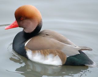 Red-crested_pochard.jpg