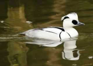 Smew.jpg