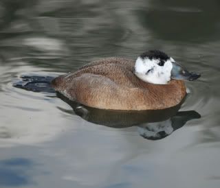 White-headedDuck.jpg