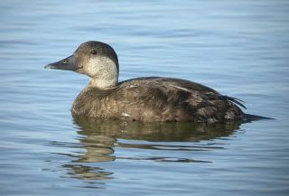 commonscoter.jpg