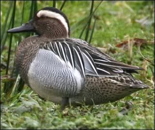 garganey.jpg