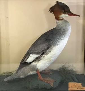 goosander.jpg