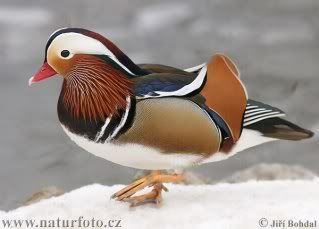 mandarin-duck-.jpg