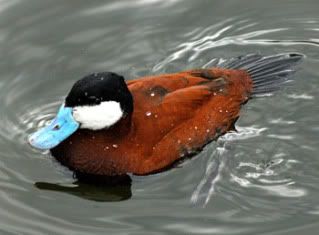 ruddy-duck-.jpg