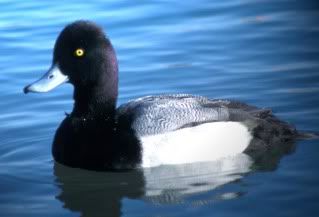 scaup.jpg