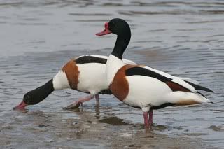 shelduck.jpg