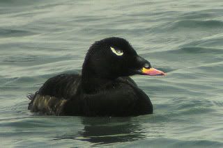 velvetscoter.jpg