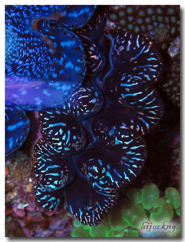 black-clam.jpg