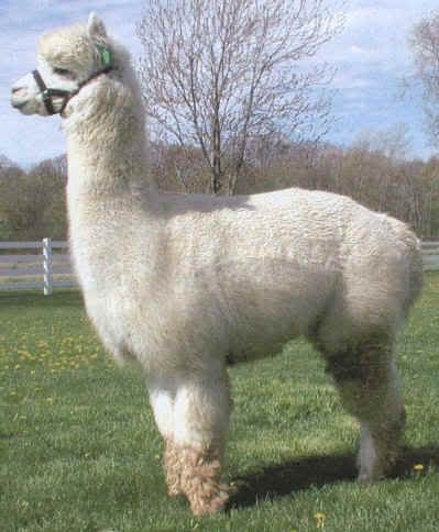 ALPACA.jpg