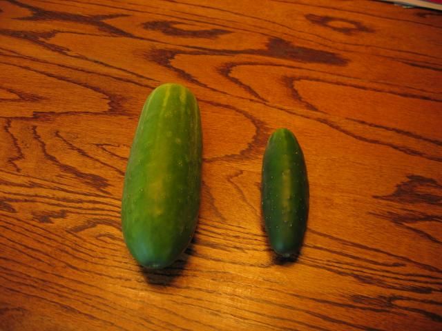 cucumber stopping production photo IMG_1135_zps3925bc39.jpg