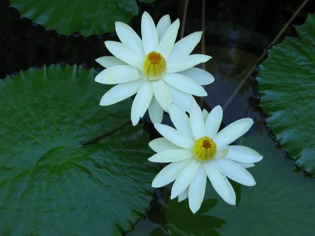 Juno tropical night-blooming lily photo IMG_5350.jpg