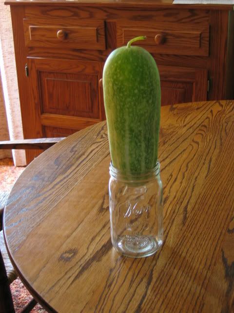 huge county fair cuc photo IMG_5471.jpg