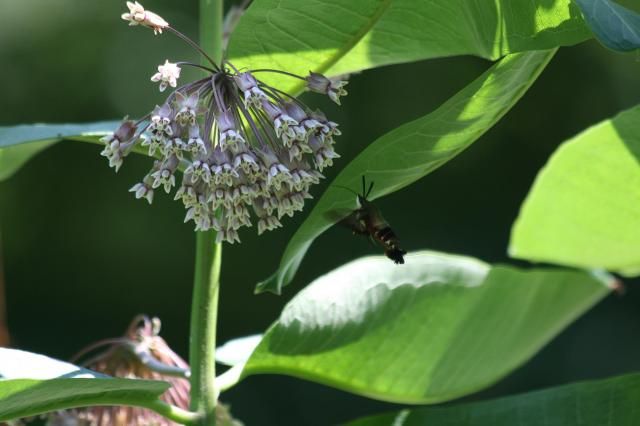photo IMG_6746hummermoth-3_zps388e95fe.jpg