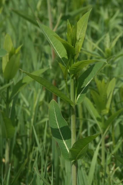 swamp milkweed?
