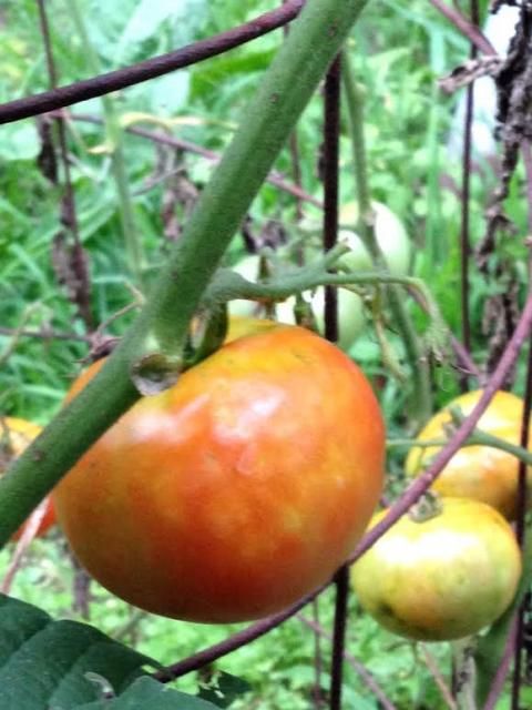 tomato photo tomato1b_zpsf77712dd.jpg