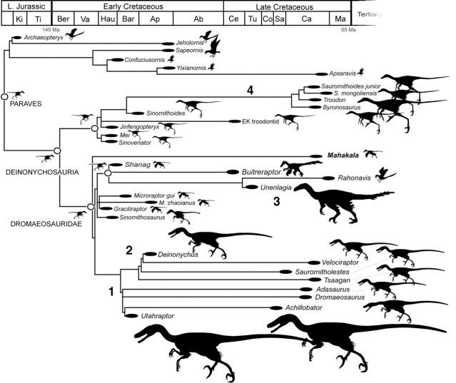 Paravescladogram-1.jpg