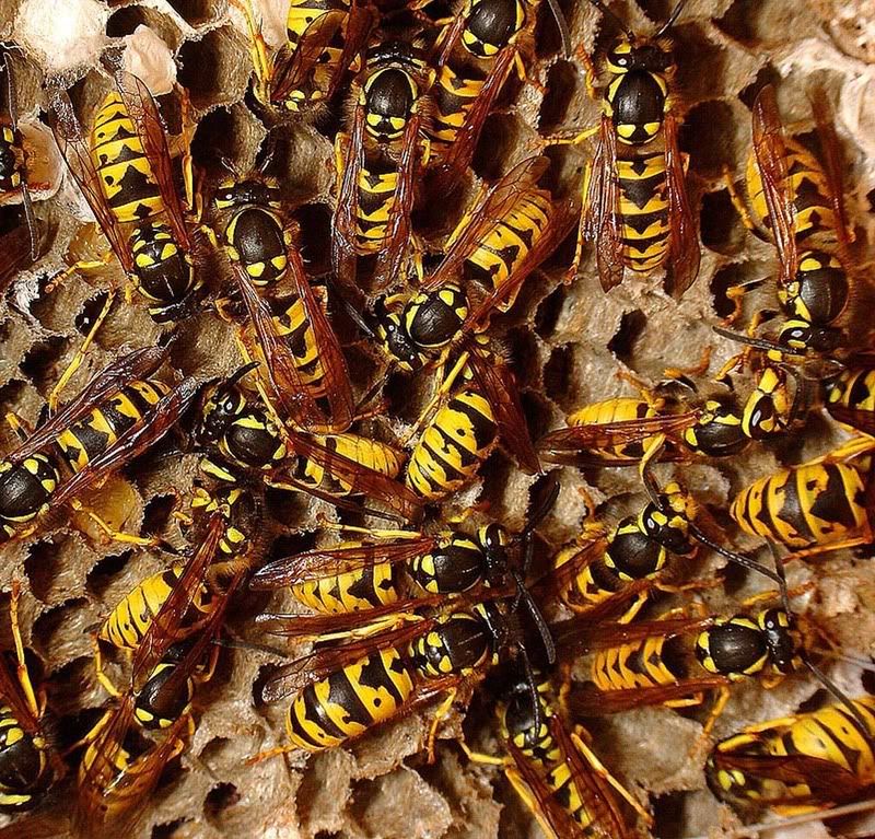 wasps_vespula_germanica2.jpg