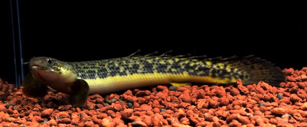 Image result for Polypterus teugelsi