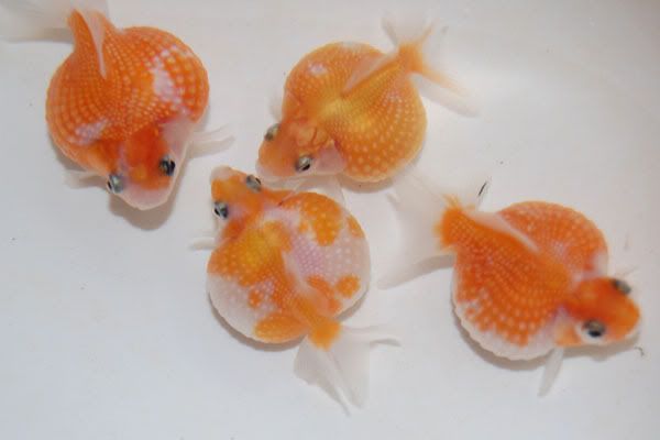 external image PingPong26.jpg