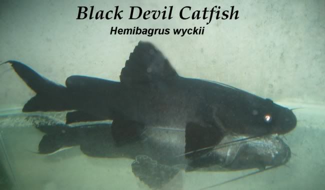 black and white catfish. Black Devil Catfish