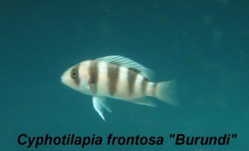 Tanganyika+cichlids+for+sale