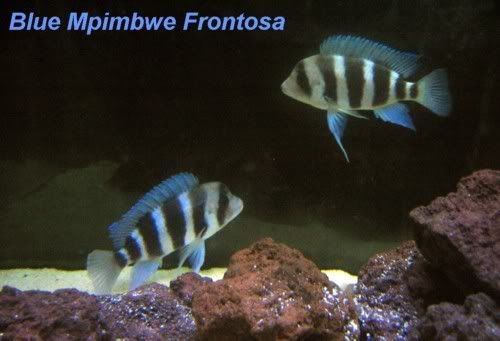 Tanganyika+cichlids+for+sale