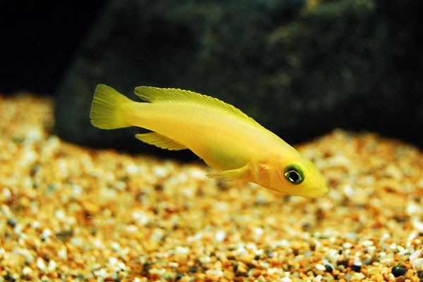 Yellow+tanganyika+cichlids