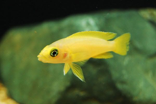 Yellow+tanganyika+cichlids