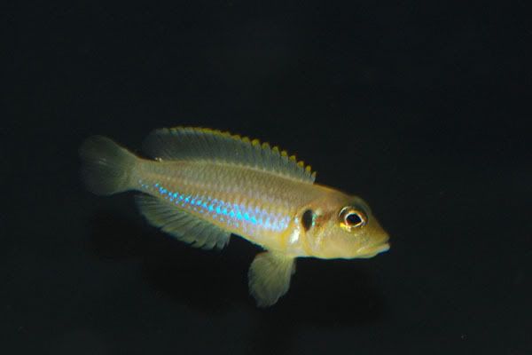 Tanganyika+cichlids+for+sale