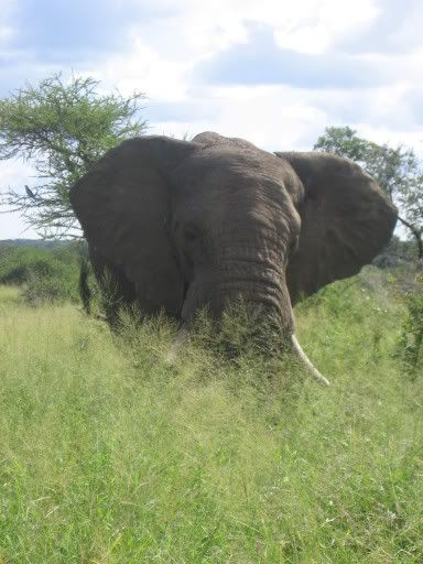 Olifant op zo'n 3 meter afstand Olifant op zo'n 3 meter afstand