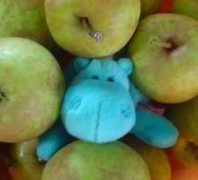 Bud Belly tussen de appels